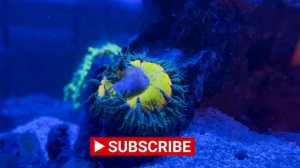 Rock Flower Anemone Eating Krill