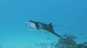 Maldives. Manta Ray - Мальдивы. Манты