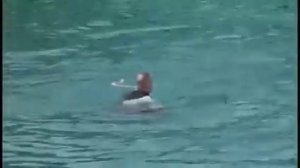 Sea World, Shamu kills trainer VIDEO!