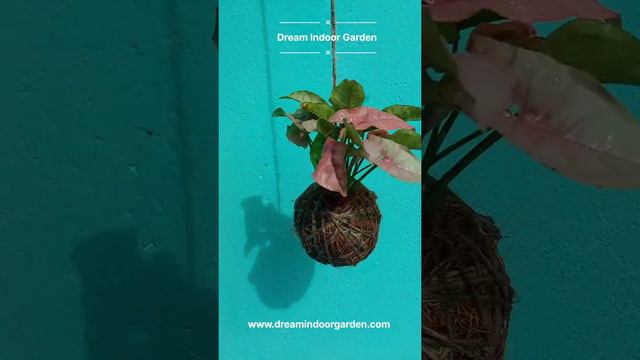 kokedama pink syngonium #dreamindoorgarden