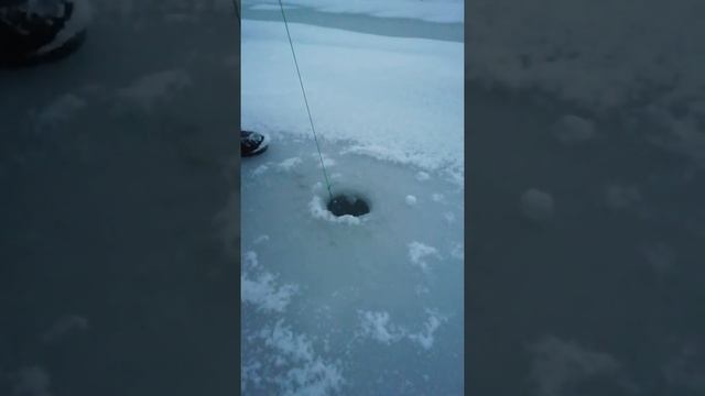 Ловля живца зимой малявочником зимним,, хапугой, зонтом. Беларусь, Минск. смотреть онлайн