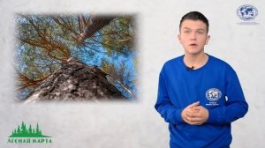 ЛЕСНАЯ КАРТА . Чем дерево отличается от кустарника и почему пальма не является деревом?