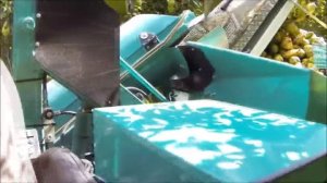 Удивительные фруктоуборочные машины. Как правильно собирать яблоки?!