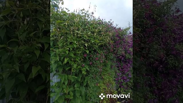 Клематисы .Лето 2022г🥀#любимаядача # смотреть онлайн