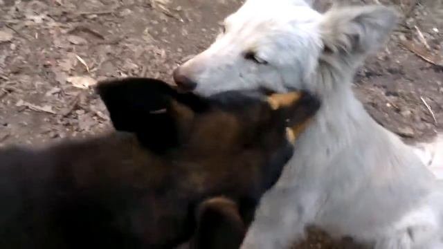 Собачьи ухаживания