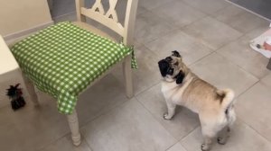 Мопсовлог #38 Цветы - мутанты / Уютный 8 Марта/ Боулинг ?