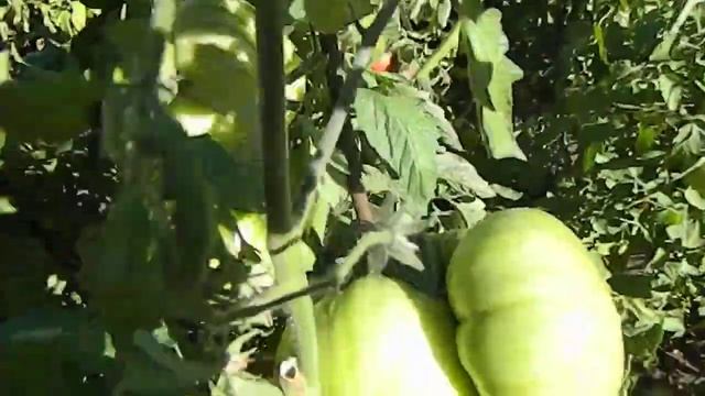 Томат Диво. Поведение сорта после обрезки. смотреть онлайн