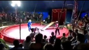 Нападение медведя на дрессировщика в Волгоградской области