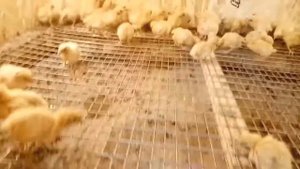 Ошибки содержания цыплят! Налипший помет и корм на лапках!