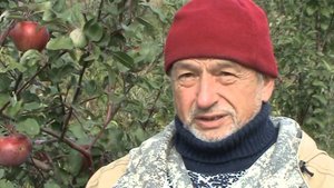 россошанское полосатое