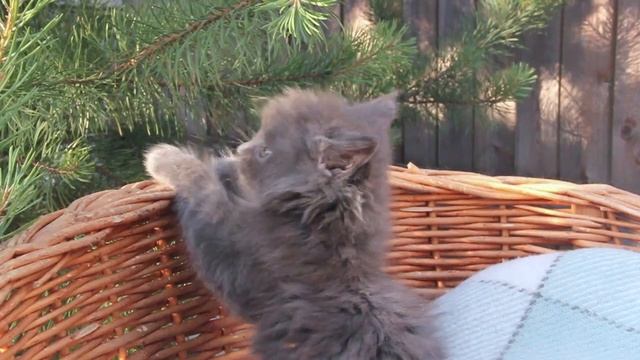 Голубой мейн кун смотреть онлайн