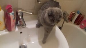 Кошечка Эми пьет воду из крана!!! Шотландская вислоухая.