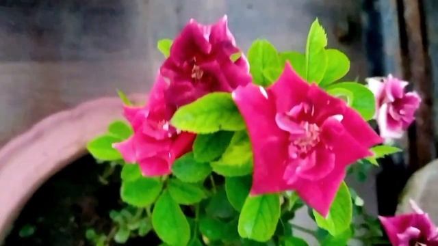 Roses in Monsoon, Paradise, Miniature, Climbing rose,Marvelle смотреть онлайн