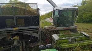 уборка кукурузы на силос