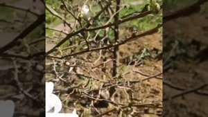 Магнолия Роял Стар