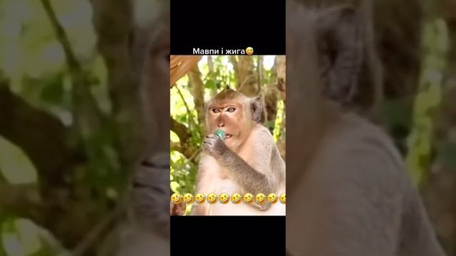 Обезьяна и зажигалка..) смотреть онлайн