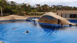 Tenerife AQUALAND DOLPHINARIUM - Agosto de 2021 - Costa Adeje - Delfines en el AQUALAND de TENERIFE