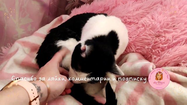 ☺🌱 У котиков сегодня показ пузика в фаворите. 🔥🤗 а ваши что делают? смотреть онлайн