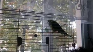 Попугай (Монах,Квакер) Арчи разговаривает. Parrot (Monk, Quaker) Archy is talking