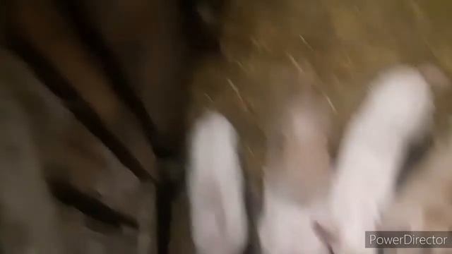 Признаки охоты/свинья гуляет!