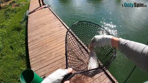 Безлимит ПАРУС-СЕВЕР. Ловля ФОРЕЛИ в зеленой воде. Рыбалка с #OnlySpin