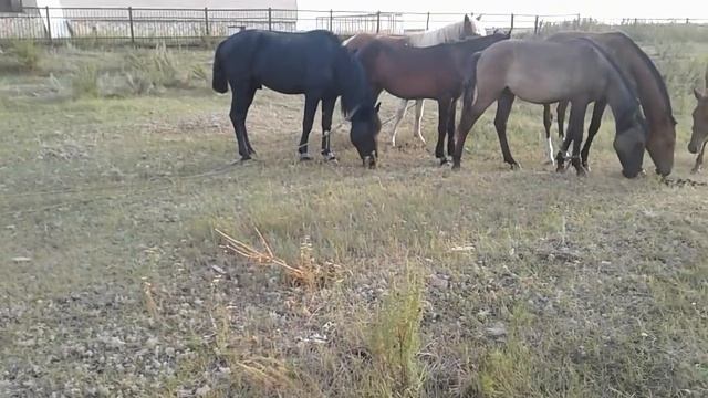 Тайлар...Жеребчики и кобылки... смотреть онлайн