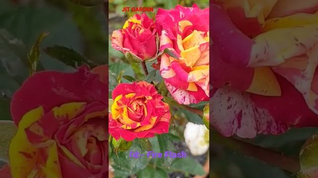 I'd:- Fire Flash // Beautiful Stripe Variety/#rosegarden #rose #jitgarden #shortvideo #shots #short