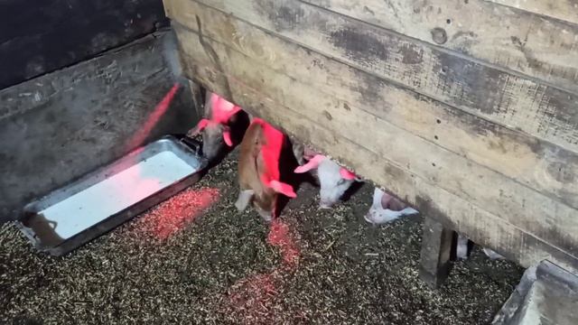 Отъём поросят/Применение Катозала/мультивитамина/Суиферровита/