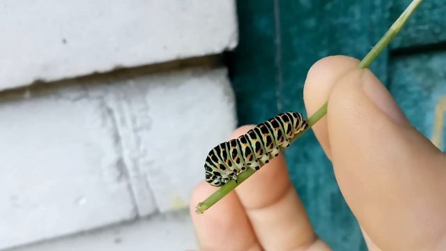 Большая гусеница – красивая бабочка смотреть онлайн