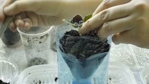 ?Детка глоксинии с материнским листом ! Как быть дальше ? How to grow gloxinia from a leaf