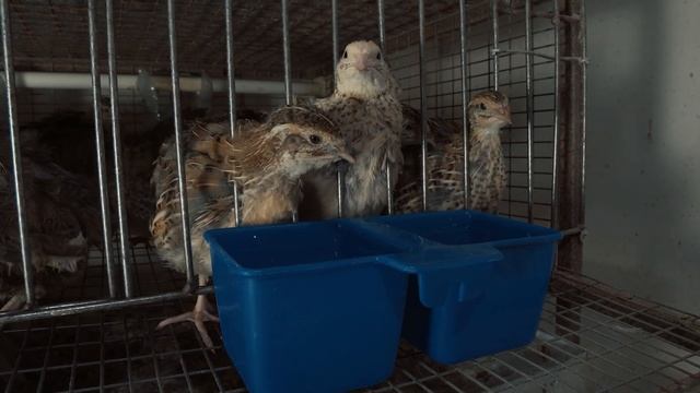 Фараоны не пьют!!! Как приучить цыплят перепелов , к ниппельным поилкам.