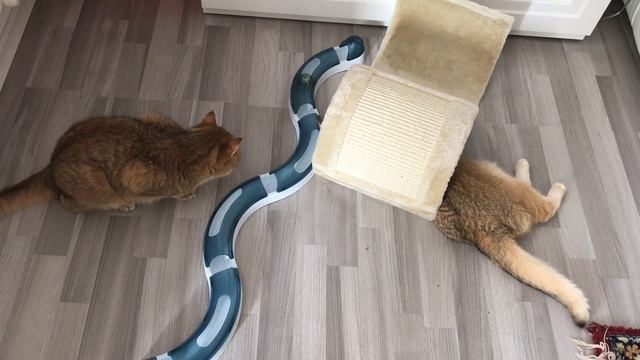 ???СОЛНЕЧНЫЕ КОШКИ  ЗОЛОТЫЕ ШИНШИЛЛЫ???❤️