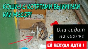 ?Бросили кошку с котятами | под солнцем и дождём | без надежды на спасение | help a cat with kitten