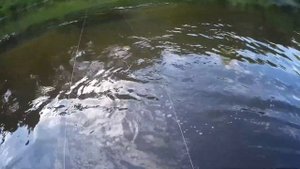 Голавль закилошник на перетяжку