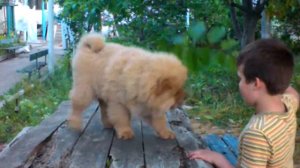 Щенки чау-чау