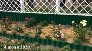 Роза Вуду Voodoo- 1-ое цветение после посадки. Питомник Елены Иващенко. Мариана и Михаил