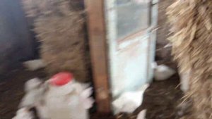Взвешивание бройлеров в 1,5 месяца. Кормление.