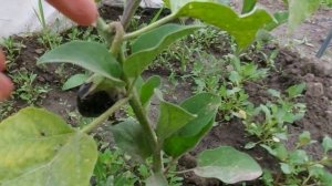 купили дачу/победила крестоцветную блошку