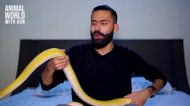 Only One Reticulated Python in Pakistan I Animal World With Aun