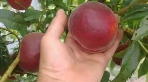 Новинка! Персик Карла. Peach Carla. Супертоварний вигляд і добрий смак.