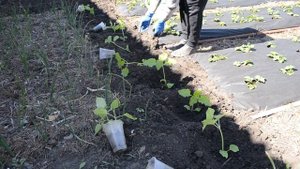 Высаживаем саженцы в открытый грунт. Павловния в домашних условиях. Посадка медоносов.