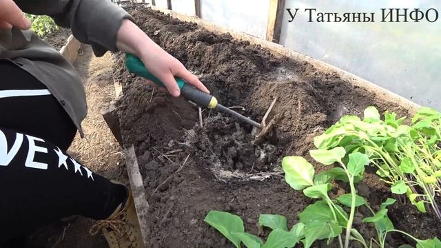 Расскажу мои СЕКРЕТЫ посадки БАКЛАЖАН в теплицу!!!