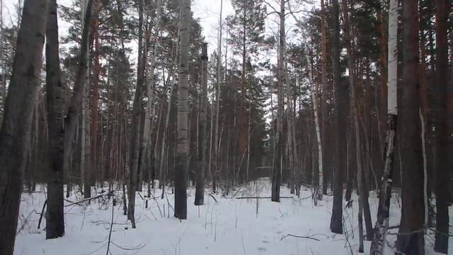 Геодезическая вышка в тайге. Просека