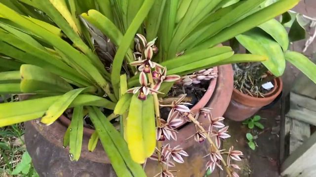 Orchids In Bloom April 24, 2021