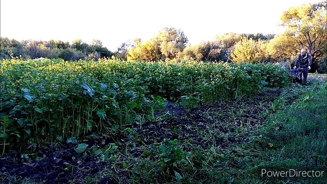 Горчица как сидерат, от всходов до пахоты