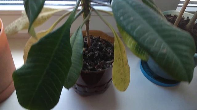 Осень у комнатных растений. Молочай беложилковый. Опадают листья смотреть онлайн