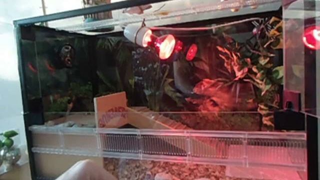 Сухопутная черепаха смотреть онлайн