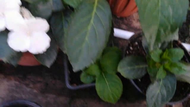 Первое цветение моих гортензий " бесконечного лета" и" сбежавшей невесты" на 17 августа. смотреть онлайн