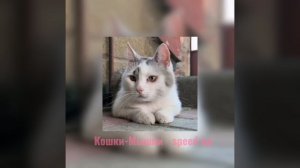 А ну-к Давай-ка - Кошки-Мышки (speed up)
