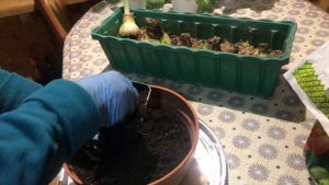 Гиппеаструм - прерван период покоя. Что делать?